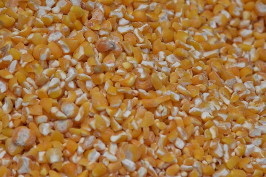 A close-up of yellow maize grain