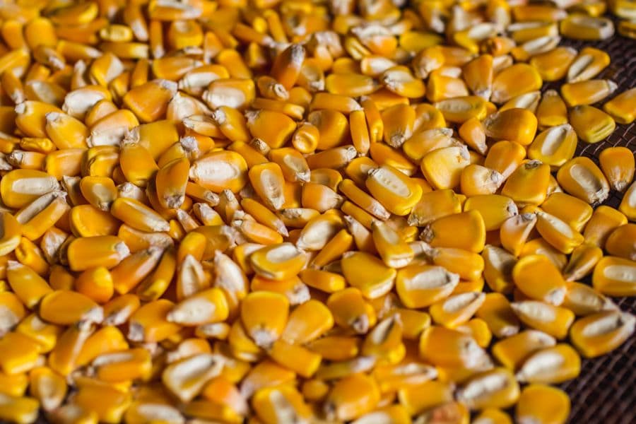 Yellow maize kernels