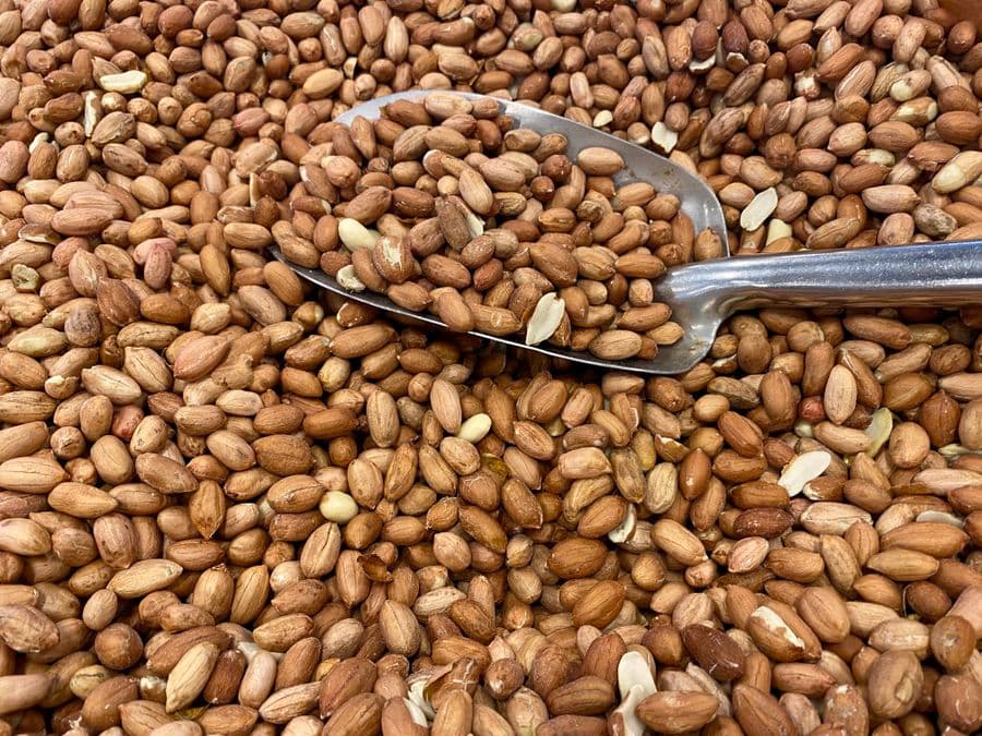 A scoop in a pile of raw peanut kernels with reddish-brown skins