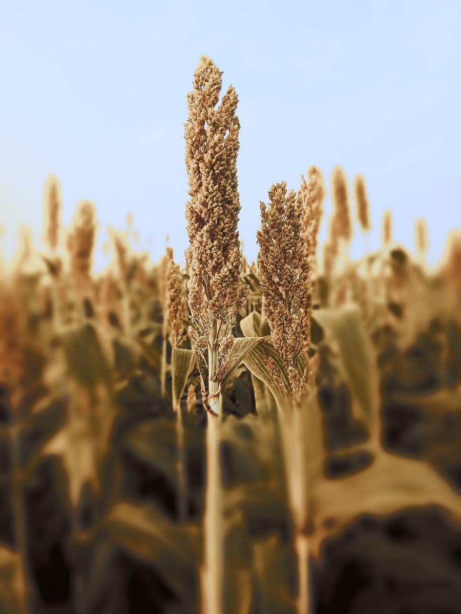Sorghum heads in a field