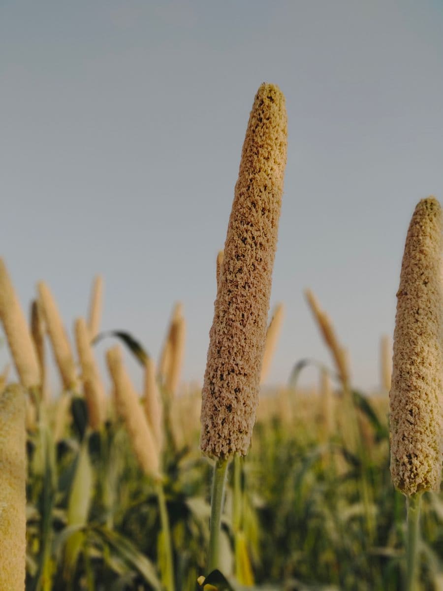 Millet ears growing in a field