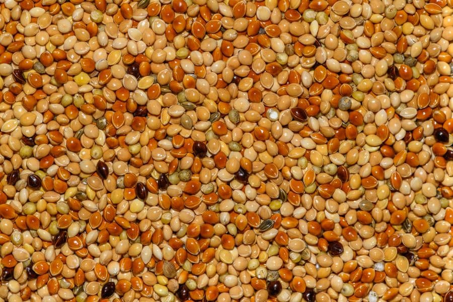 Mixed millet grains in several colours